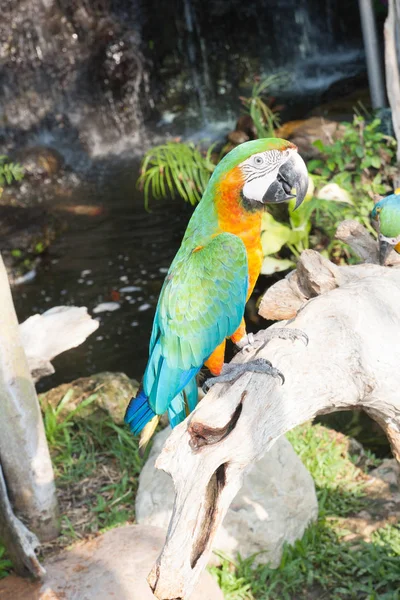 Renkli papağan kuş oturan — Stok fotoğraf