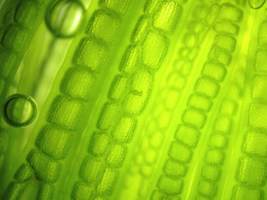 Yakınlaştırma mikroorganizma yosun hücre