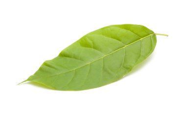 beyaz arkaplanda yeşil yapraklar