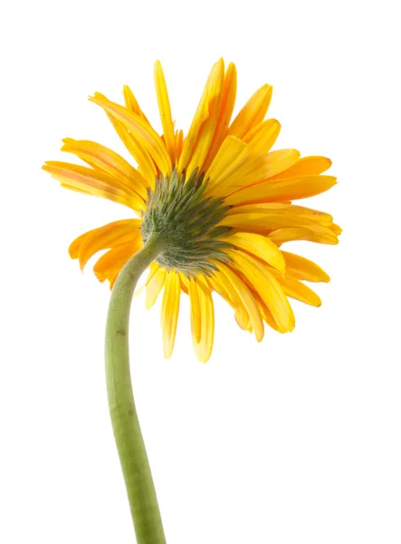 Volta única flor de gerbera amarelo isolado — Fotografia de Stock