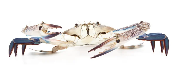 Blue crab isolated on white — Stock Photo, Image