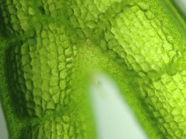 Yakınlaştırma mikroorganizma yosun hücre