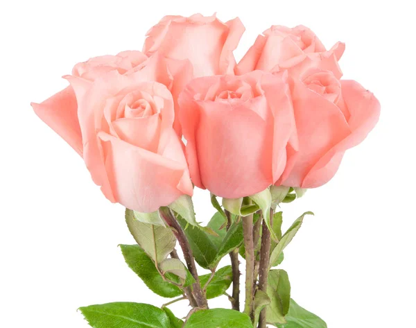 Pink roses bouquet — Stock Photo, Image