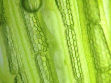 Yakınlaştırma mikroorganizma yosun hücre