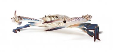 Mavi üzerine beyaz izole Yengeç 