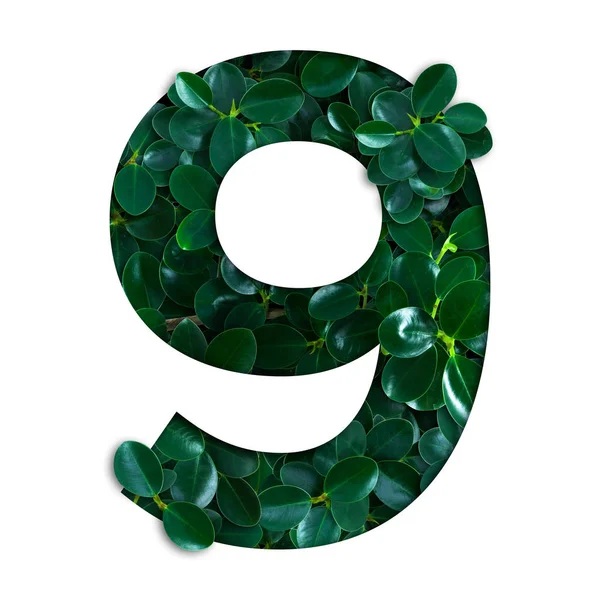 Concepto natural alfabeto de hojas verdes en forma de número nueve —  Fotos de Stock
