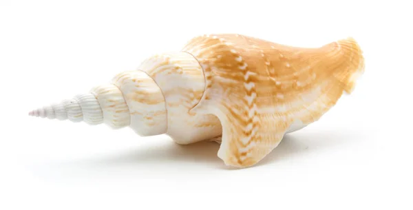 Collection sea shell isolerad på vit — Stockfoto