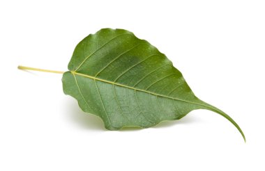 İzole Bo yaprak
