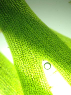 Yakınlaştırma mikroorganizma yosun