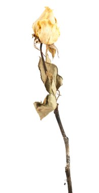 kurutulmuş gül izole 