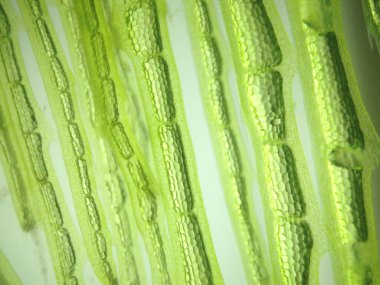 Yakınlaştırma mikroorganizma yosun hücre