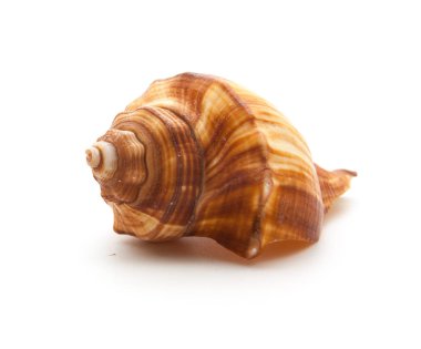 deniz kabuğu beyaz üzerine izole
