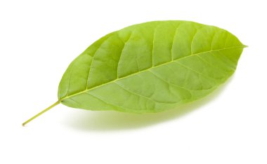 beyaz arkaplanda yeşil yapraklar