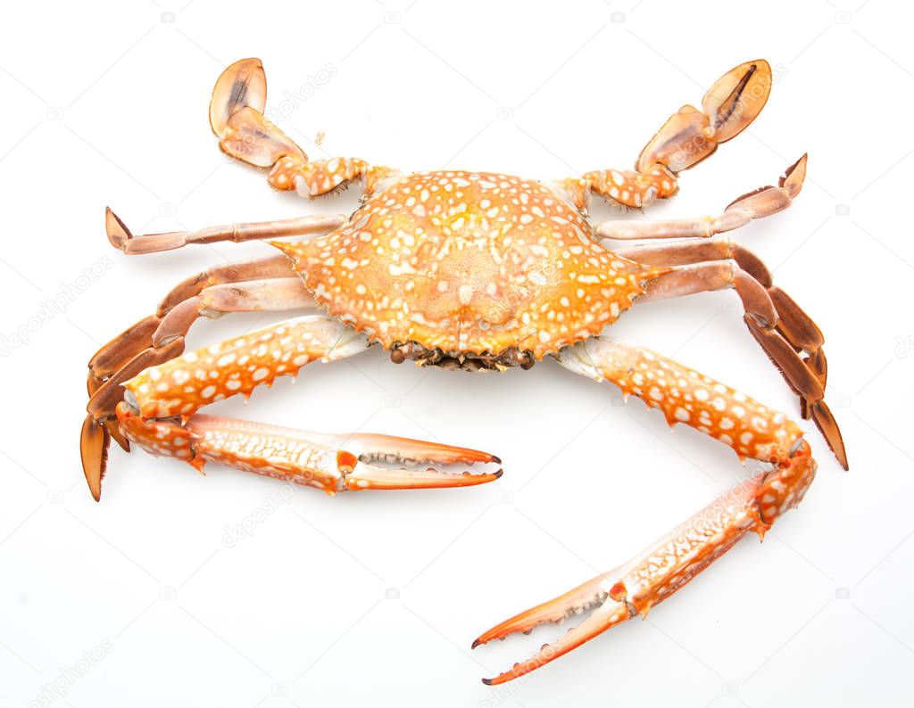 red crab isolated on white 