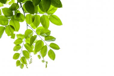 green leafs isolated on white 