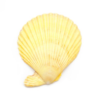 Deniz tarağı yumuşakça kabuğu üzerinde beyaz izole 