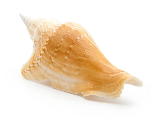 上白孤立的收集海贝壳 — 图库照片