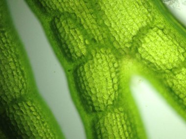 Yakınlaştırma mikroorganizma yosun hücre