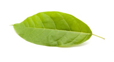 beyaz arkaplanda yeşil yapraklar