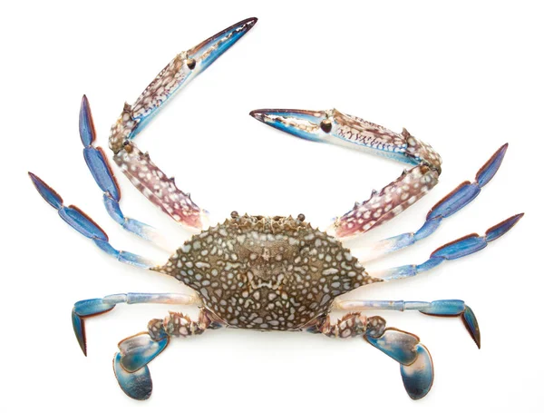 Crabe bleu isolé sur blanc — Photo