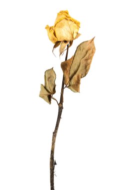 kurutulmuş gül izole 