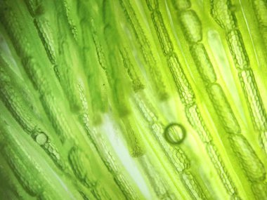 Yakınlaştırma mikroorganizma yosun hücre