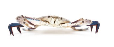 Mavi üzerine beyaz izole Yengeç 