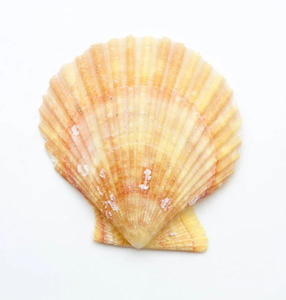 Coquilles de mollusques de palourdes isolées sur blanc — Photo