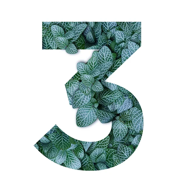 Természet koncepció ábécé-zöld levelek hármas alakzat — Stock Fotó