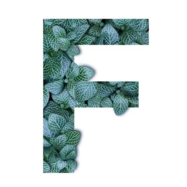 Přírodní koncept abeceda zelené listy v abecedě písmeno F ša — Stock fotografie