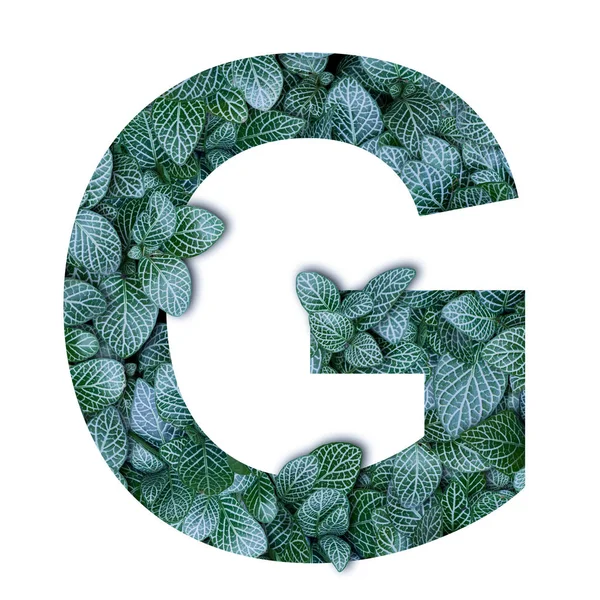 Nature concept alphabet of green leaves in alphabet letter G sha — Stock Photo, Image