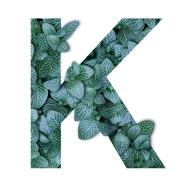 Concepto de naturaleza alfabeto de hojas verdes en letra del alfabeto K sha —  Fotos de Stock
