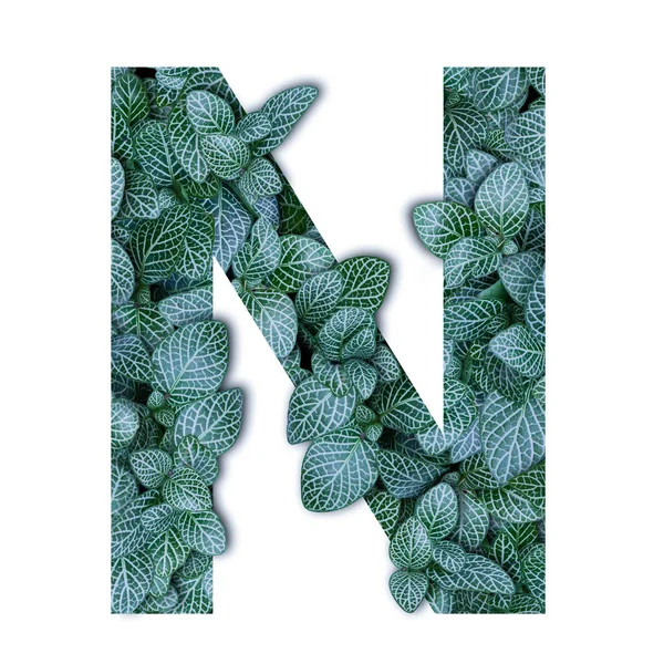 Concepto de la naturaleza alfabeto de hojas verdes en letra alfabeto n sha —  Fotos de Stock
