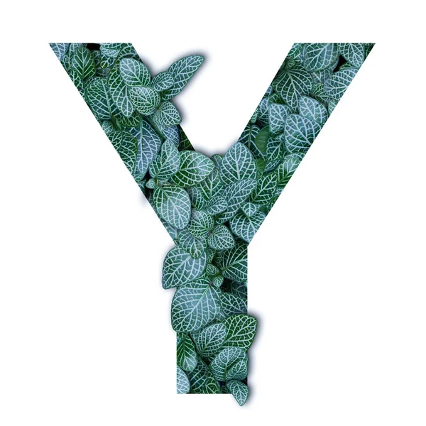 Природа концепції алфавіту зеленого листя в літери Y sha — стокове фото