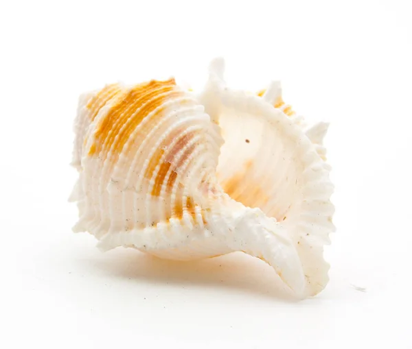 Sea shell isolated on white — Stock Photo, Image