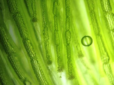 Yakınlaştırma mikroorganizma yosun hücre