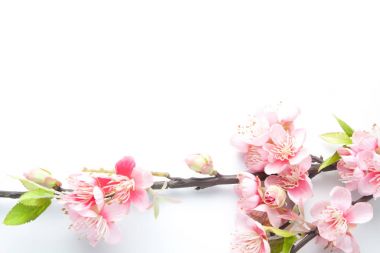 Sahte sakura çiçeği beyaz 