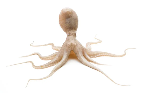 Ruwe octopus op witte achtergrond — Stockfoto