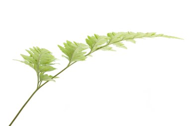 Eğreltiotu beyaz arkaplanda izole