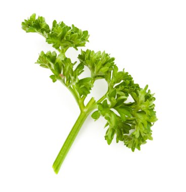 taze yeşil maydanoz izole