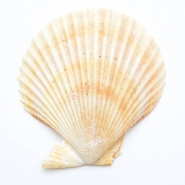 Deniz tarağı yumuşakça kabuğu üzerinde beyaz izole 