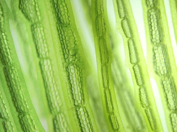 zoom microorganism algae cell