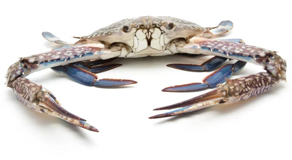 Blaue Krabbe isoliert auf weiß — Stockfoto