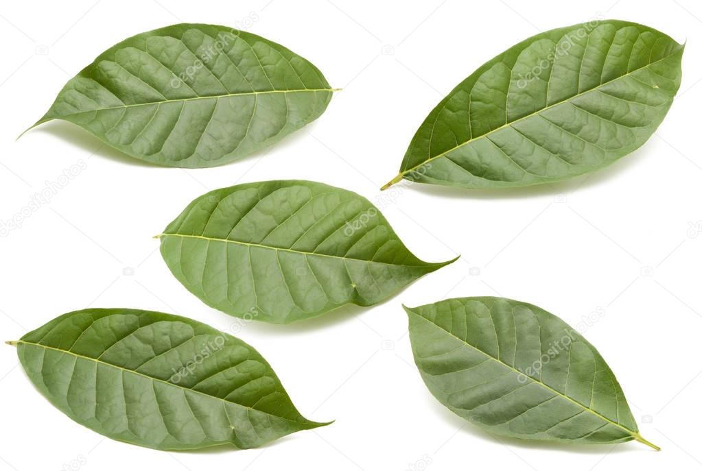 Collection of green leaves on white 