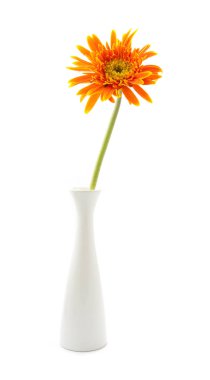 Tek gerbera çiçek sarı izole vazo