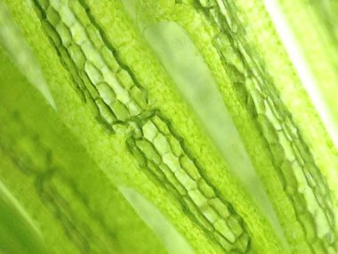 Yakınlaştırma mikroorganizma yosun hücre