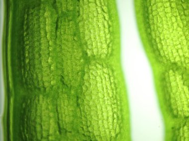 Yakınlaştırma mikroorganizma yosun hücre