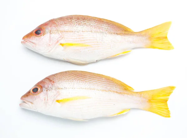 Heerlijke gedeelte van verse vis, geïsoleerd — Stockfoto