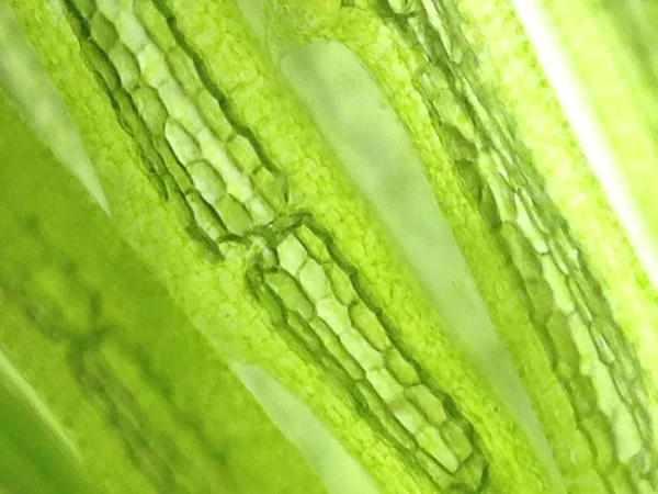 Yakınlaştırma mikroorganizma yosun hücre