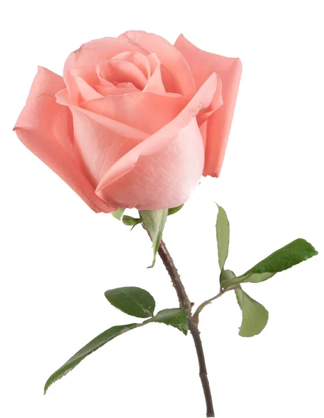 On top pink rose — Stock Photo, Image